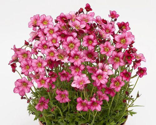 国庆草花有哪些品种？如何选择适合的国庆草花品种？