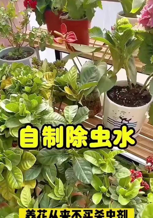 花卉杀虫的有效方法是什么？