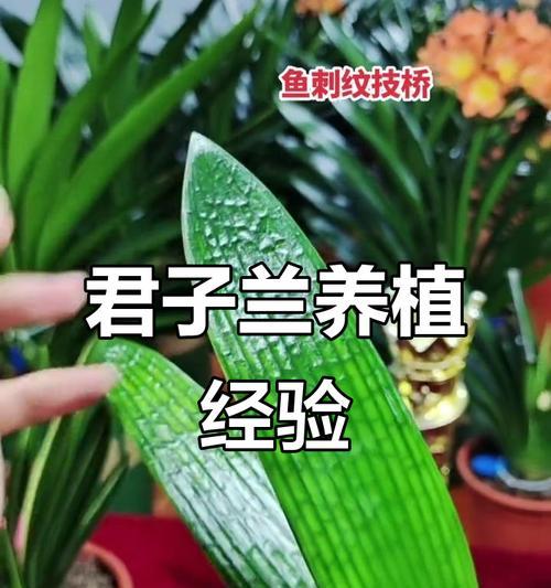 君子兰的养殖技巧和注意事项有哪些？