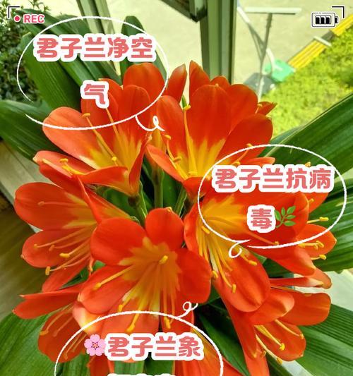 君子兰的养殖技巧和注意事项有哪些？