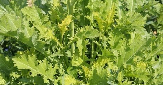 雪里红的花什么样子？雪里红的花期和养护要点是什么？