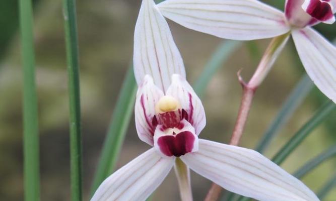 雪里红的花什么样子？雪里红的花期和养护要点是什么？
