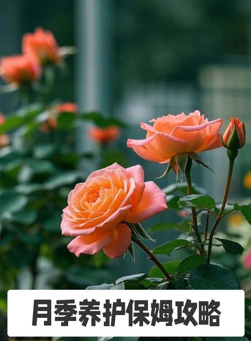 月季花的养殖方法和常见问题？