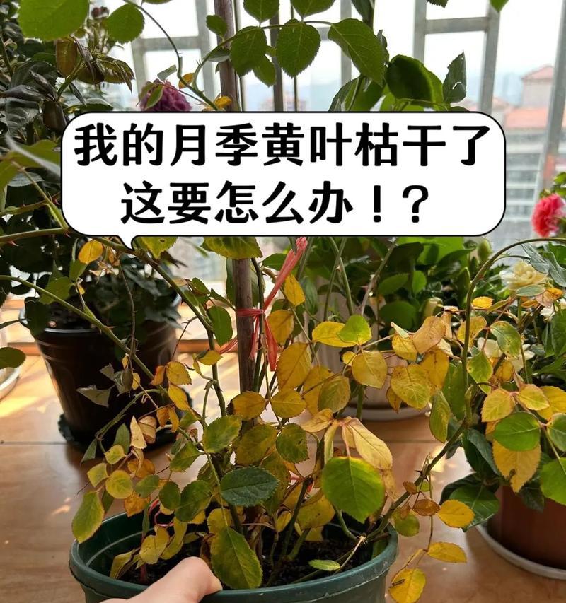 月季花的养殖方法和常见问题？