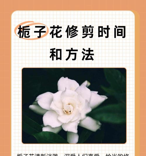 栀子花的管理技巧和常见问题解答？