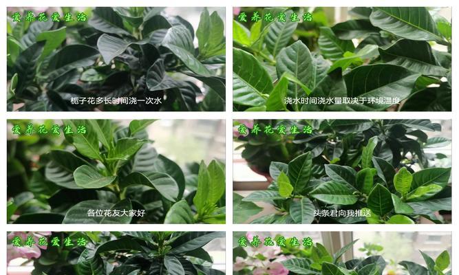 栀子花的管理技巧和常见问题解答？