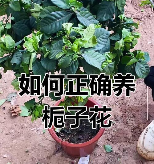 栀子花的管理技巧和常见问题解答？