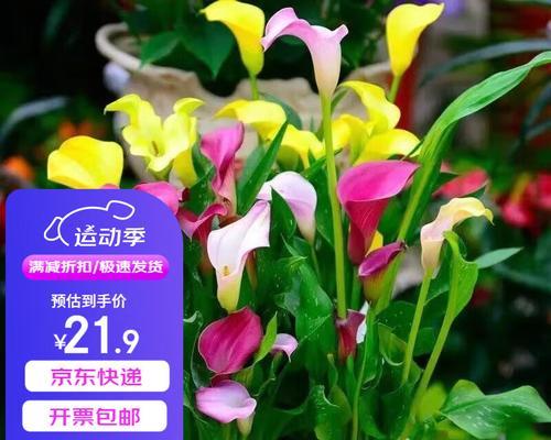 马蹄莲繁殖的方法有哪些？