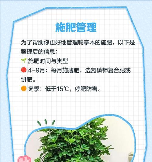 鹅掌木的养殖技巧是什么？