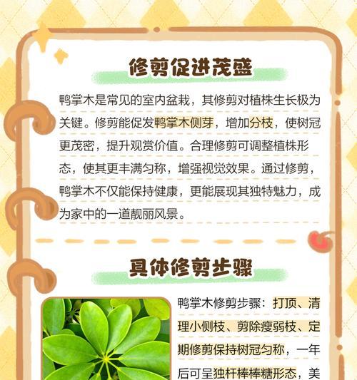 鹅掌木的养殖技巧是什么？