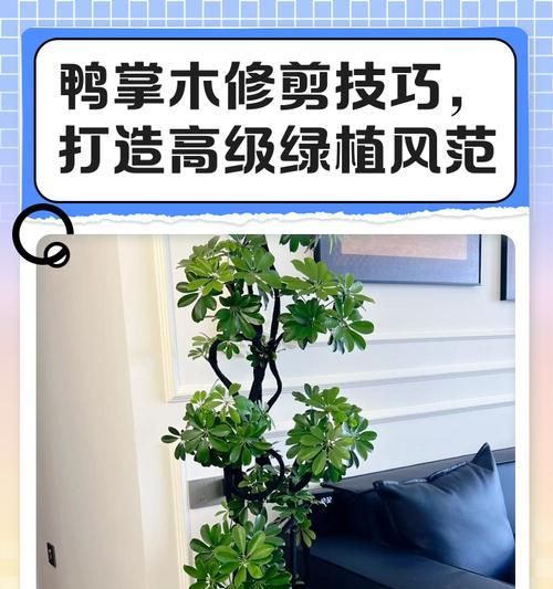 鹅掌木的养殖技巧是什么？