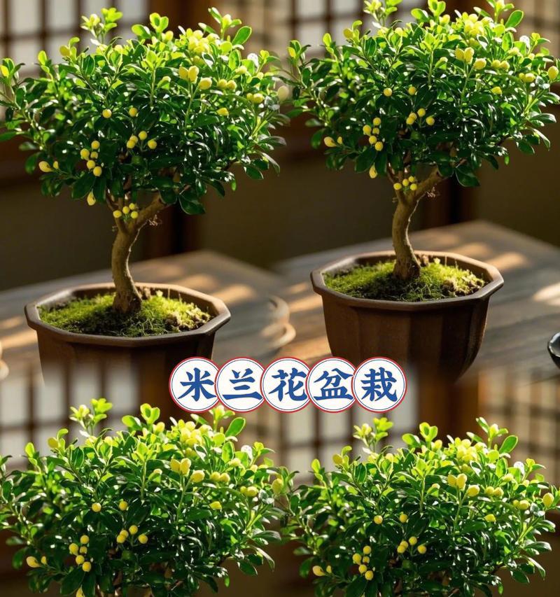米兰盆栽的正确方法是什么？如何进行日常管理？