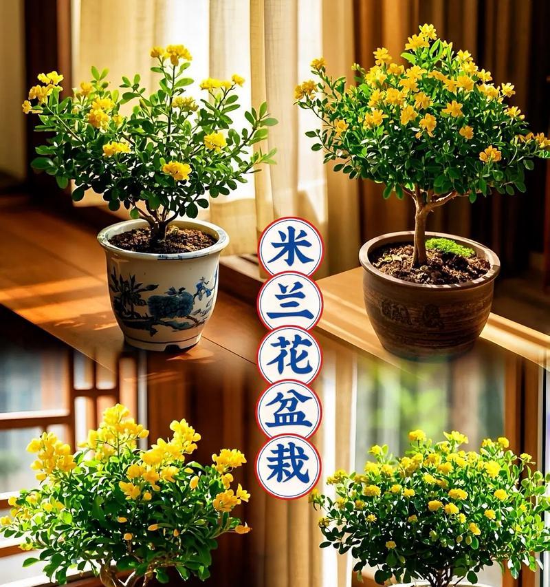 米兰盆栽的正确方法是什么？如何进行日常管理？
