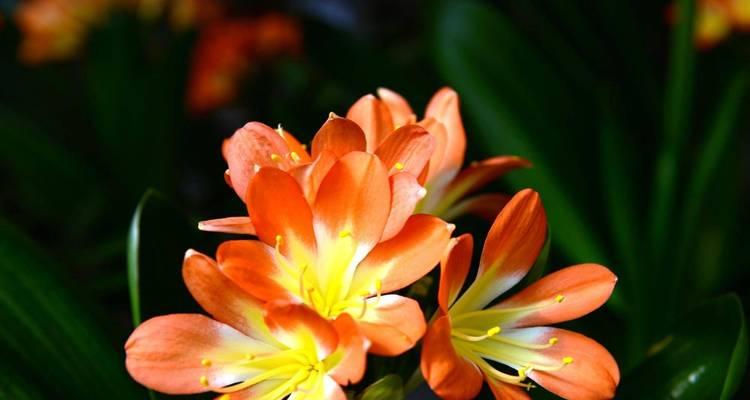 冬天开放的花有哪些？它们为何能在寒冷中绽放？
