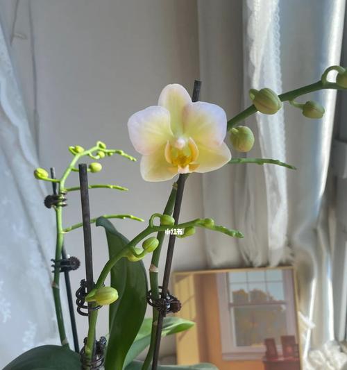 蝴蝶兰是什么时候开花？蝴蝶兰的开花期和养护技巧是什么？