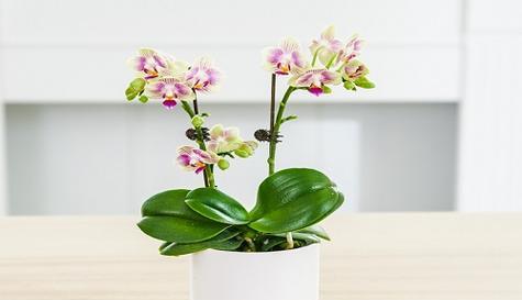 蝴蝶兰是什么时候开花？蝴蝶兰的开花期和养护技巧是什么？