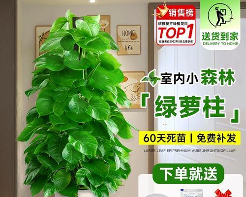 绿萝如何快速爬柱？有哪些技巧？
