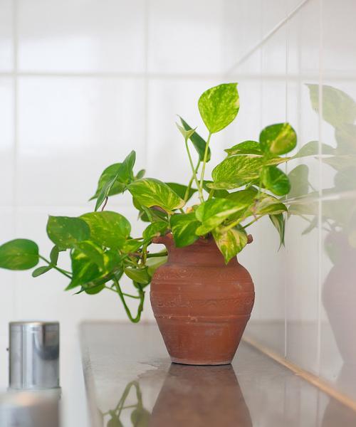 室内适合哪些绿色植物？它们的养护要点是什么？
