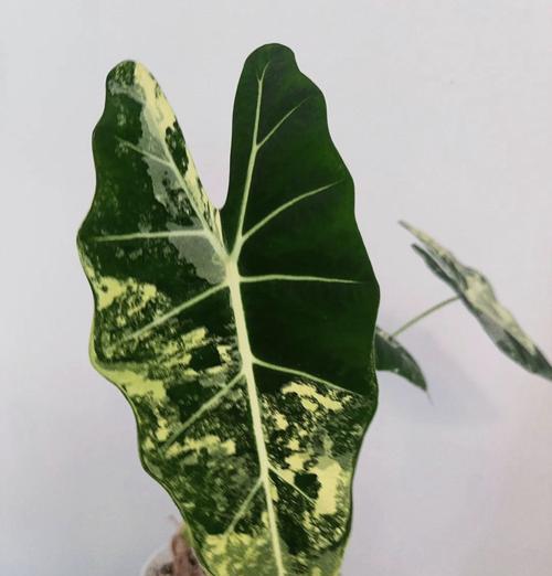 室内适合哪些绿色植物？它们的养护要点是什么？