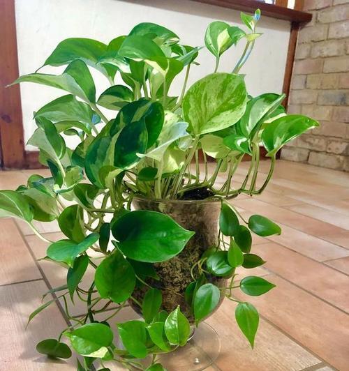 室内适合哪些绿色植物？它们的养护要点是什么？