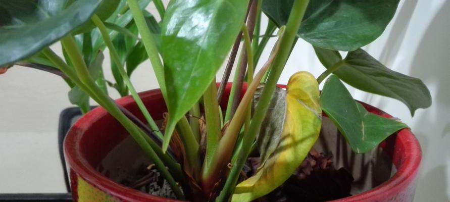 红掌花干枯是什么原因？如何解决？