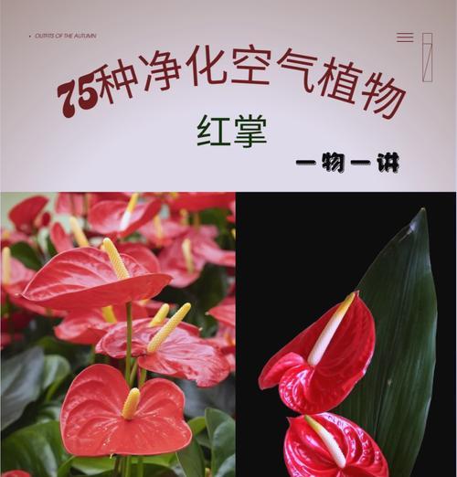红掌花干枯是什么原因？如何解决？
