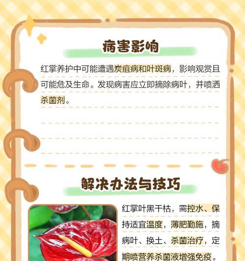 红掌花干枯是什么原因？如何解决？