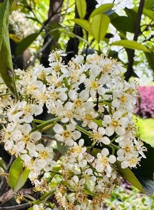 玉溪市的市花有哪些特点？