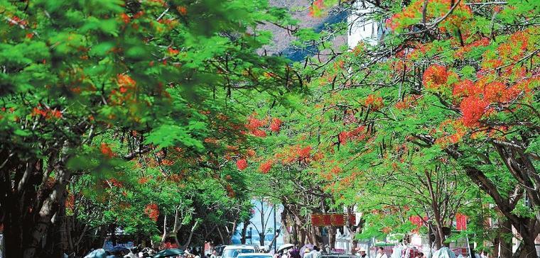 玉溪市的市花有哪些特点？