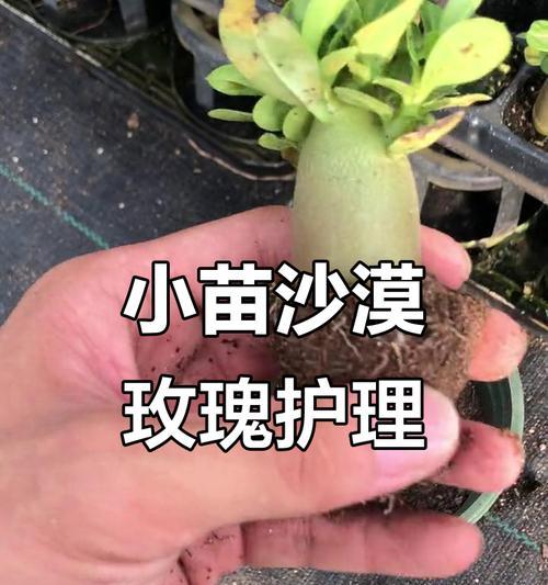 玫瑰花的护理技巧有哪些？