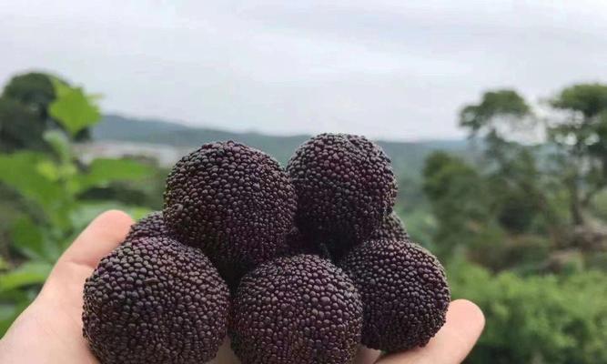 山兰品种有哪些？各自的特性是什么？