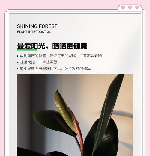 橡皮树哪种品种更受欢迎？