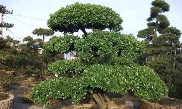 湖南地区名贵树木种植指南？