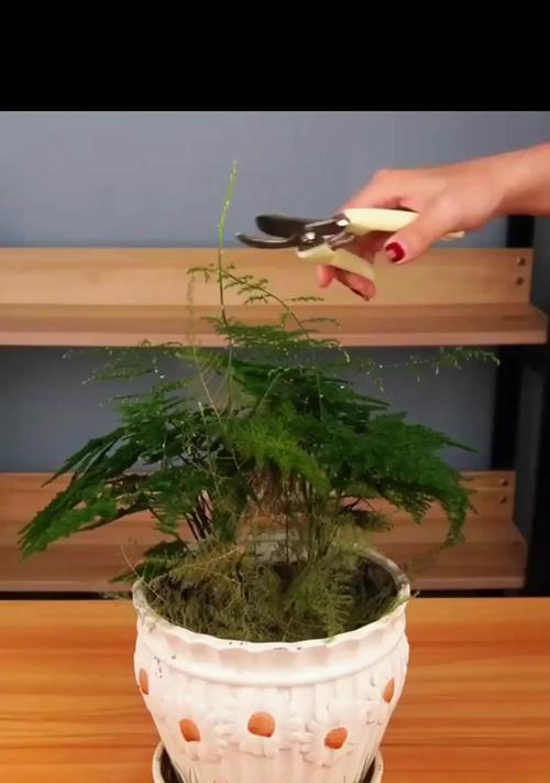 文竹的养殖技巧有哪些？