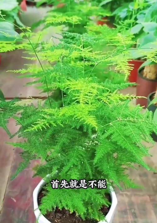文竹的养殖技巧有哪些？