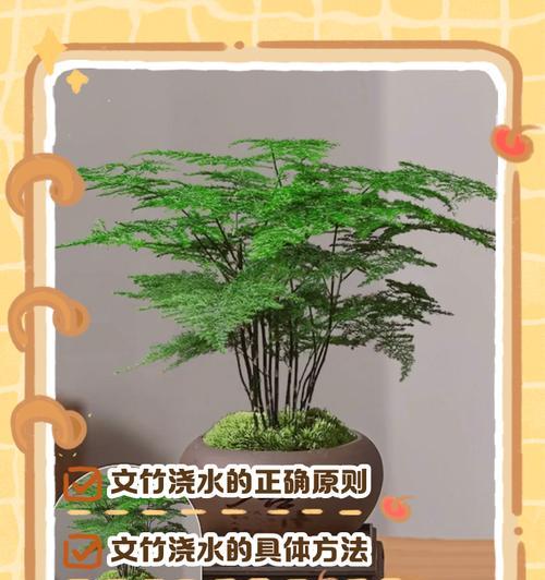 文竹的养殖技巧有哪些？