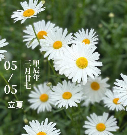 雏菊有哪些品种？不同品种雏菊的养护方法是什么？