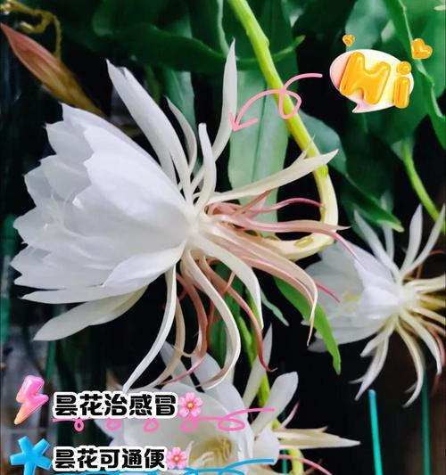 昙花的养殖技巧是什么？如何确保其夜间开花？