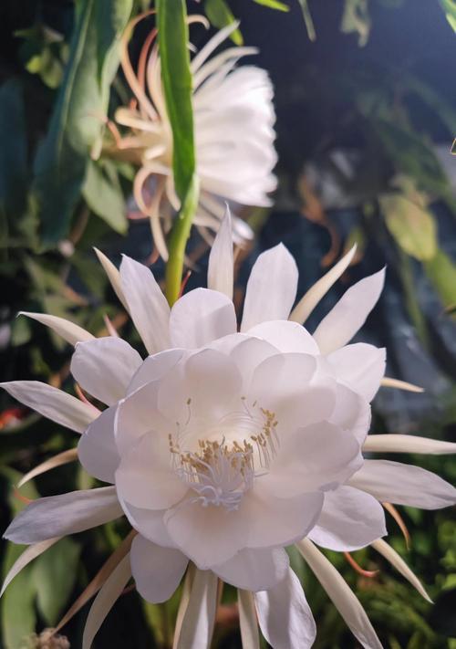 昙花的养殖技巧是什么？如何确保其夜间开花？