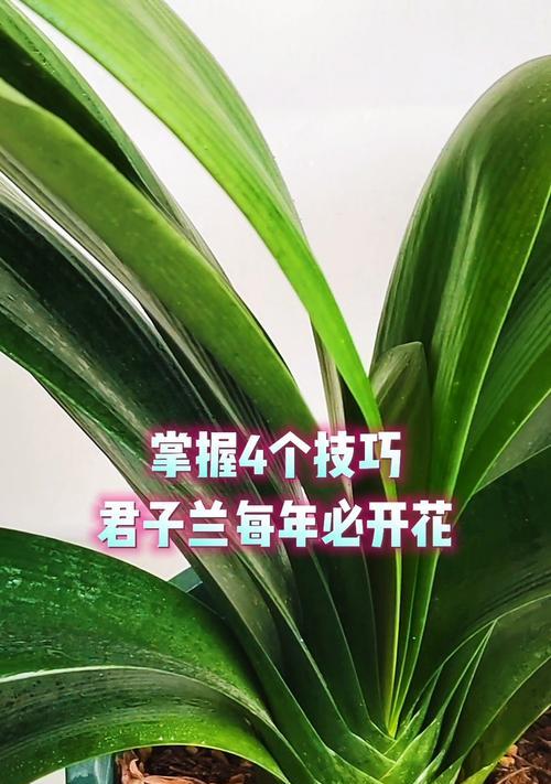 君子兰人工授粉的步骤和技巧是什么？
