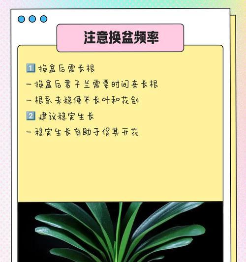 君子兰人工授粉的步骤和技巧是什么？