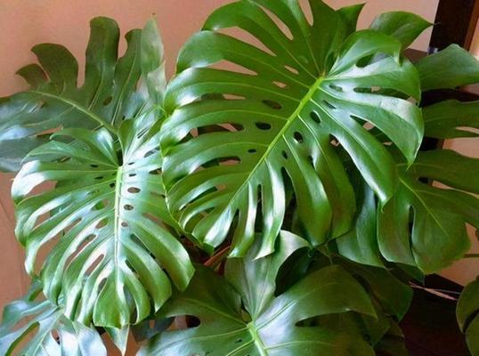 哪种花卉最能吸收甲醛？它们的净化效果如何？