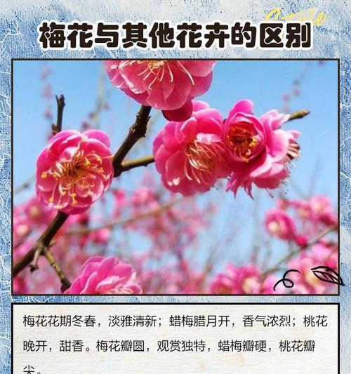 梅花的种植方法是什么？如何让梅花在冬天开花？