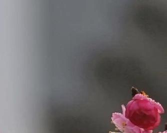 梅花的种植方法是什么？如何让梅花在冬天开花？