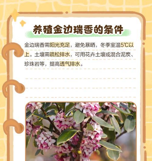瑞香的养殖技巧是什么？