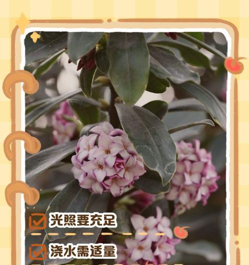 瑞香的养殖技巧是什么？