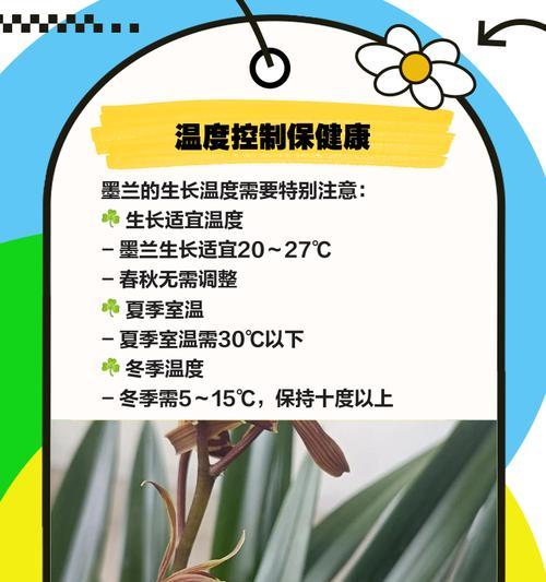 墨兰养殖过程中应该注意什么？