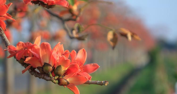 木棉花的象征意义是什么？木棉花有哪些文化含义？