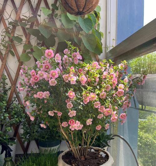 盆栽木槿花的正确养殖方法是什么？木槿花养护需要注意什么？