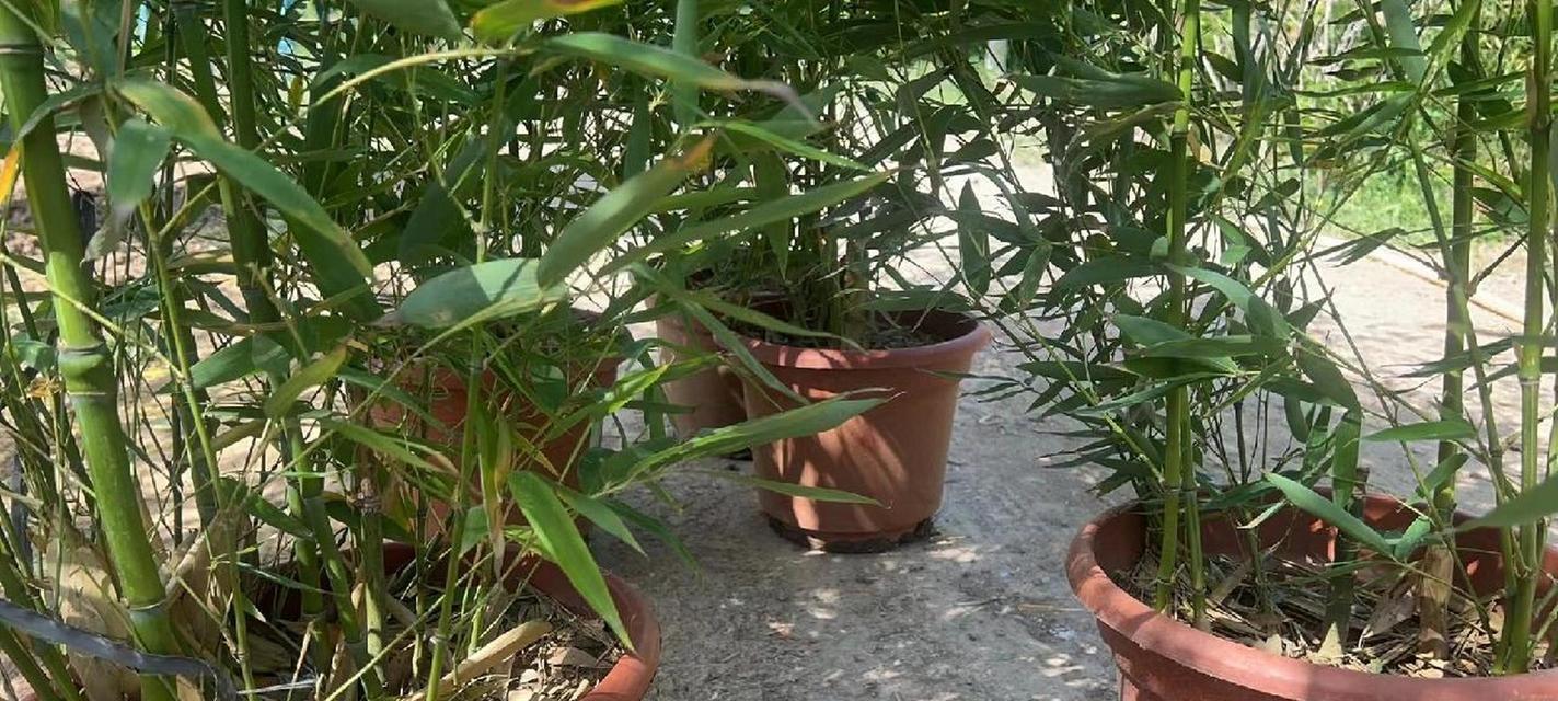 毛竹旺盛生长的秘诀是什么？